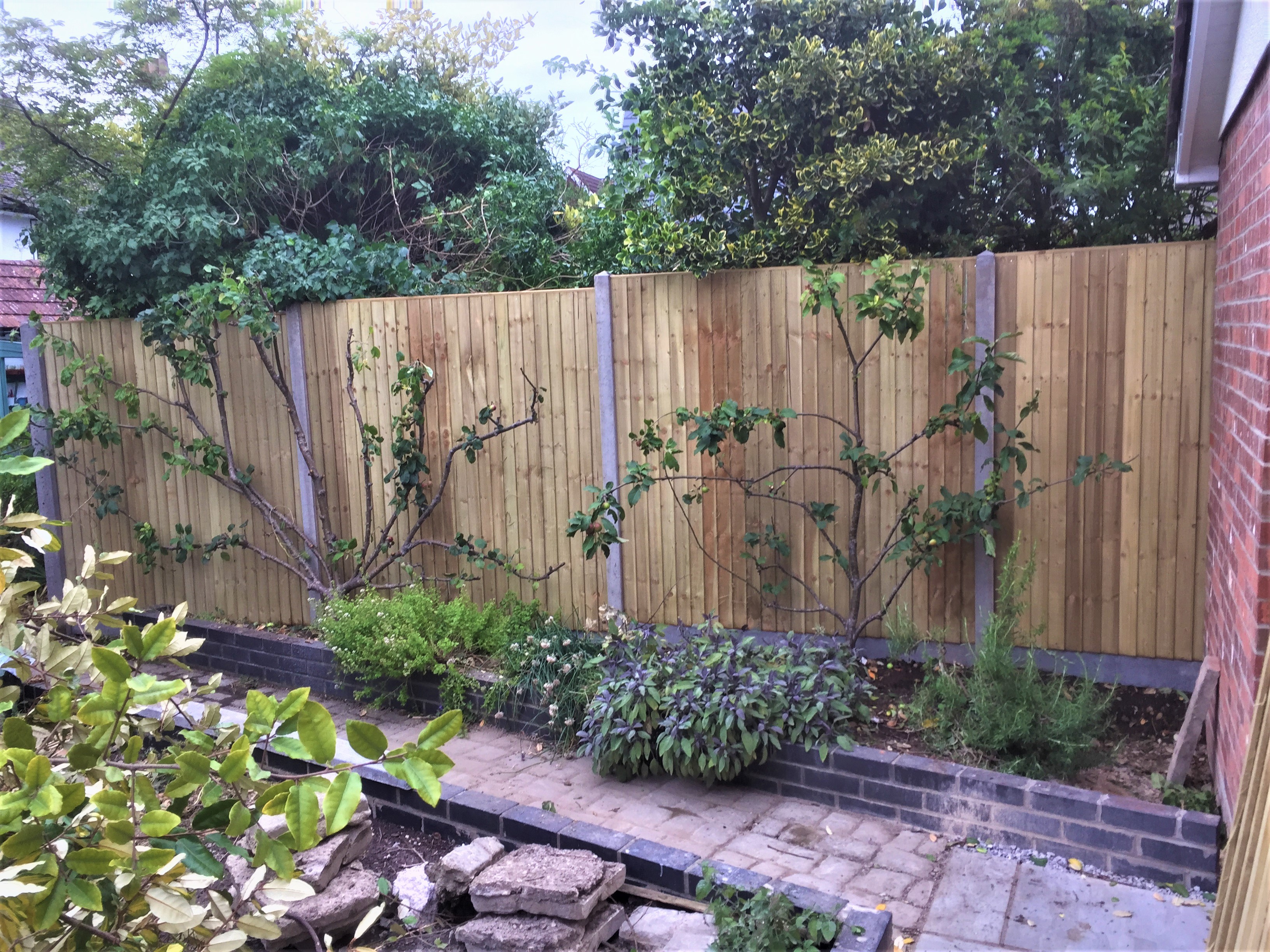 Fence panels and apple trees